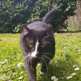 Zboub marche dans l'herbe