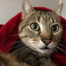 Portrait du chat Grisou sous un plaid rouge