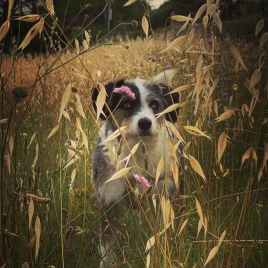 Nala dans un pré derrière un rideau de feuilles