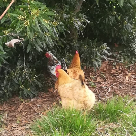 3 poules (3 rousses, une blanche tachetée) dans un jardin