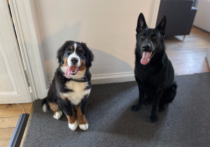 Les chiens Sirius et Drogo assis face caméra au bureau